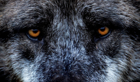 Ein Wolf. Er ist unschuldig.