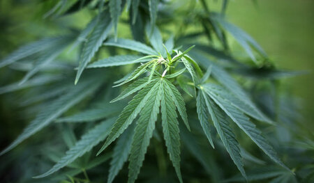 Cannabis: In kleinen Mengen hilfreich