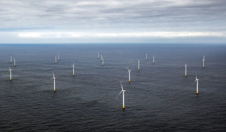 Negative Folgen: Windparks sorgen dafür, dass Meeresvögel verdrä...