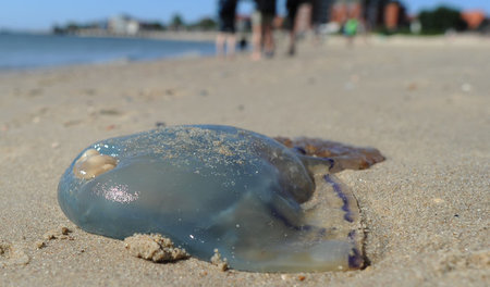 Auch in der Nord- und Ostsee treten Quallen auf. Die Meeresbewoh...