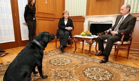 Staatsfunktionen gewährleistet: Wladimir Putins Hund Koni sicher...