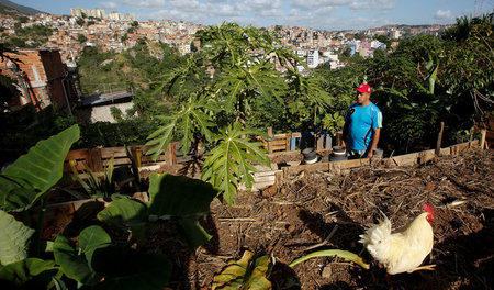 Grundversorgung in der Stadt: Garten über Caracas zum Anbau von ...