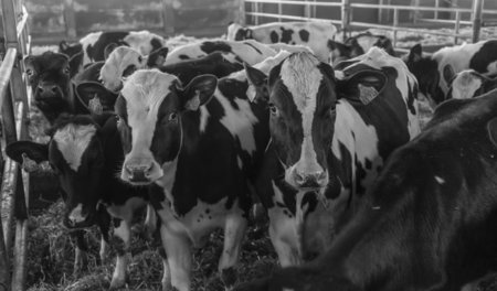 Produzieren jede Menge Dung mit wertvollen Pflanzennährstoffen: ...