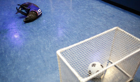 Geht doch: In Japan pflegt selbst der Seelöwe den schönen, nun j...