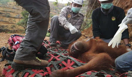 Im indonesischen Nordsumatra sind die Folgen von Abholzung und M...