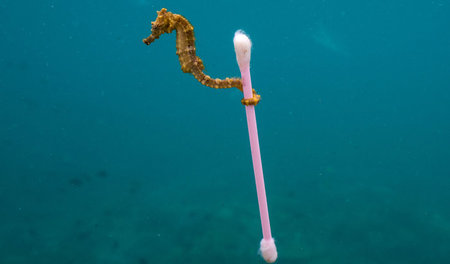 Plage Plastik. Tier trifft Müll