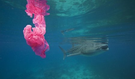 Plage Plastik. Tier trifft Müll