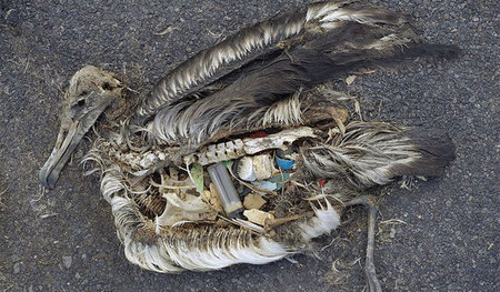 Plage Plastik. Tier isst Müll und verendet