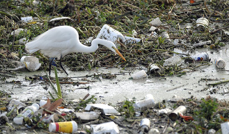 Plage Plastik. Tier trifft Müll