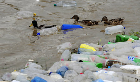 Plage Plastik. Tier trifft Müll