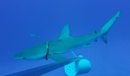 Plage Plastik. Tier trifft Müll