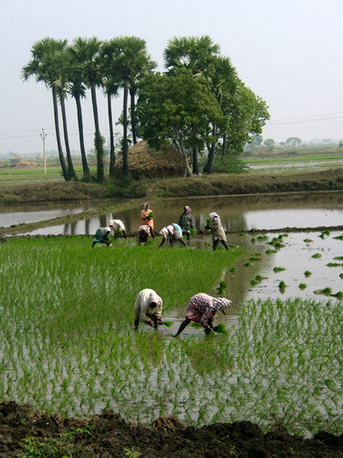 Reisanbau in Indien – Ende 2007 stoppte die Regierung den Export... Reisanbau in Indien – Ende 2007 stoppte die Regierung den Export...