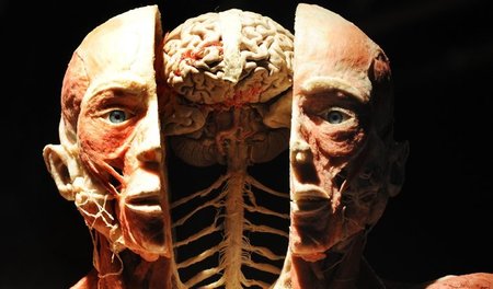 Manchmal »lebt« auch der tote Körper weiter: Etwa als Objekt der...