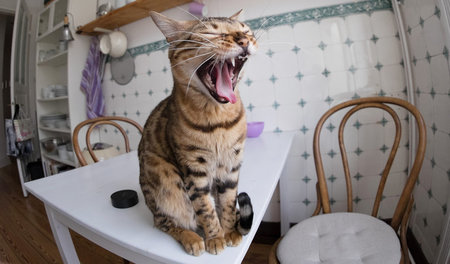 Sitzt diese Katze neben einer »Set-Top-Box«? Dann guckt sie fern