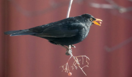 Mobil und bisher weitverbreitet: Eine Amsel im kasachischen Alma...