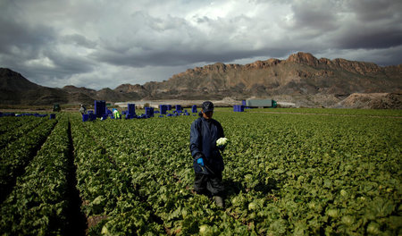 Leben in prekären Verhältnissen: Ein Arbeiter auf einem Salatfel...
