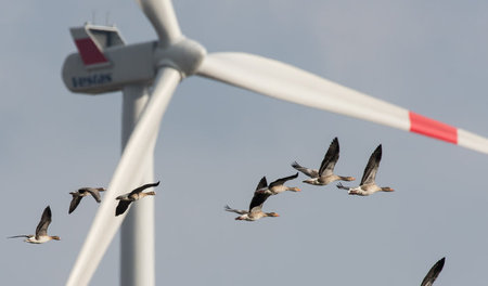 Nur in Ausnahmefällen soll der Ausbau von nachhaltigen Energiequ...