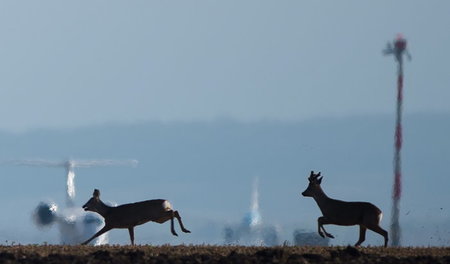 Für die Jumbos, gegen die Rehe: Der Wiener Flughafen Schwechat a...