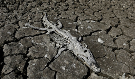 Im Zuge der steigenden Erderwärmung nehmen Trockenheit und Dürre...