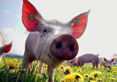 Schwein gehabt: Eine Öko-Sau darf länger leben, hat mehr Auslauf...