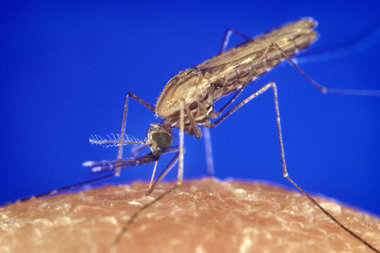 Die Anopheles-Mücke, Überträgerin der Malaria, ist auf dem Vorma...