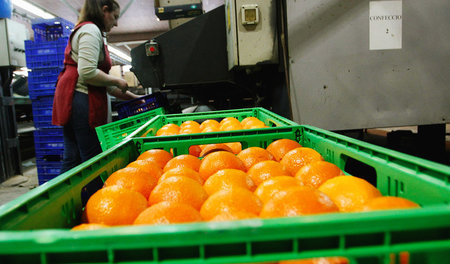 In Orangen nachgewiesenes Chlorpyrifos wirkt sich schädlich aufs...