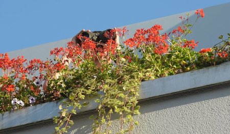 Observation aus Balkonien: Vor staatlicher Beobachtung muss man ...
