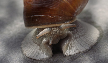 Anstoß zu weniger hitzigen Kontroversen: »Becoming Animal«