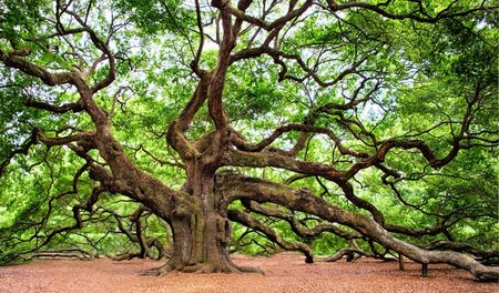 Zwanzig Tonnen fürs Heizkraftwerk – und Saft für die Feder. Auch...