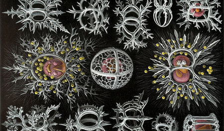 Ernst Haeckel: Kunstformen der Natur (1904), Plate 71: Stephoide...