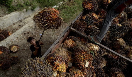 Wertvoller als Orang-Utans: Verladung von Palmfrüchten in Westsu...
