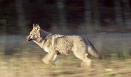 Auf dem Weg zur Großmutter: »Wölfe – schützen oder schießen?«
