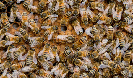 Bienen reagieren empfindlich auf Monokulturen und Pestizide
