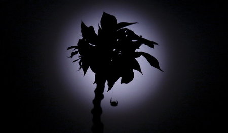 Jetzt einen Champagner: Blume und Spinne bewundern den Vollmond Jetzt einen Champagner: Blume und Spinne bewundern den Vollmond