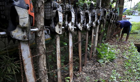 Beschlagnahmte Motorsägen illegaler Holzfäller im Environmental ...