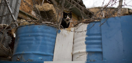 »Aber die Lage scheint entspannt« (Katze in der Pufferzone in Ni...