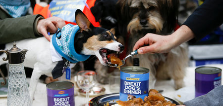 Abstimmung mit den Zähnen: Hunde essen Brexit