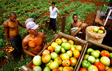 Bauern einer Privatkooperative in Guira de Melena bei der Tomate...