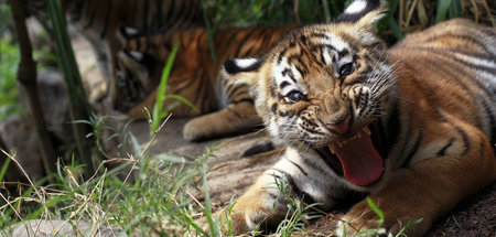 Eine von einer Million: Arten wie der Bengalische Tiger könnten ...