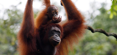 Anita, 23, mit Baby Atina, 1: »Einstein im Reich der Orang-Utans...
