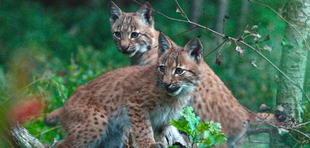 Sind sie nicht süß?: »Der Wald der wilden Katzen«