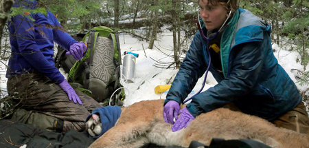 Samantha Widmeyer und Meghan Beale untersuchen eine betäubte Rau...