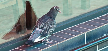chairs-dove-looking-1070965.jpg