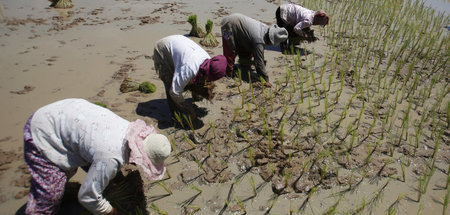 Bauern pflanzen Reis auf einem Feld nahe der kambodschanischen H...
