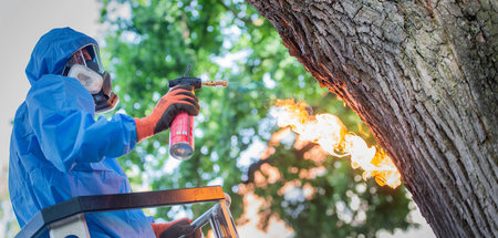 Ein Baum wird von Eichenprozessionsspinnern befreit (11.6.2019)