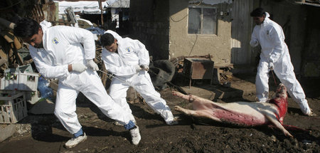 Zwangsschlachtung in einem bulgarischen Bauernhof (Elchowo, 9.3....