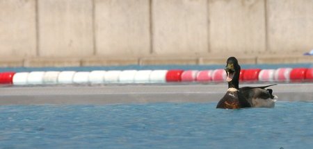 Ente_besucht_Freibad_18671830.jpg