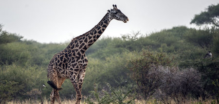 Hände weg, die sind geschützt: Giraffen