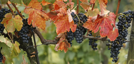 Wein des Vergessens? Trauben in Klosterneuburg