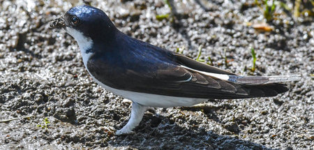 Zwei Sekunden Trost: Eine Mehlschwalbe